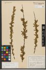 Foto von Salix triandra subsp. triandra L.